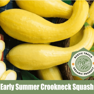 Early Summer Crookneck Squash, Cucurbita pepo